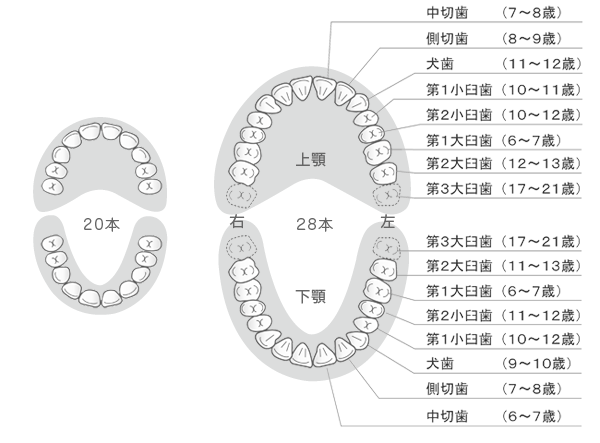 歯の本数